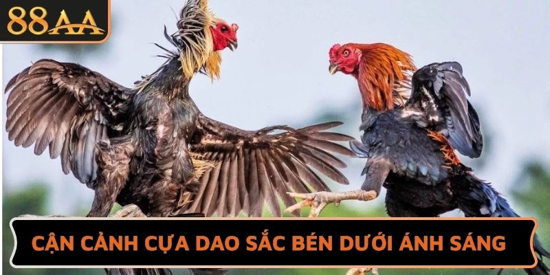Cận cảnh cựa dao sắc bén dưới ánh sáng