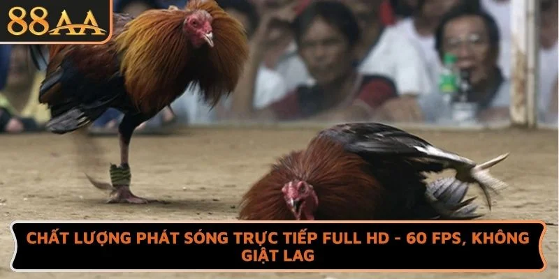 Chất lượng phát sóng trực tiếp full HD - 60 fps, không giật lag