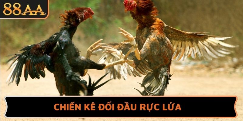 Chiến kê đối đầu rực lửa