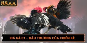 Đá Gà C1 – Đấu Trường Của Chiến Kê Huyền Thoại Tại 88AA