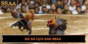 Đá Gà Cựa Dao 88AA - Trải Nghiệm Các Trận Đấu Nảy Lửa
