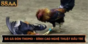 Đá Gà Đòn Thomo – Đỉnh Cao Của Nghệ Thuật Đấu Trí 2025