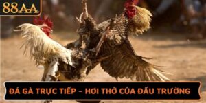 Đá Gà Trực Tiếp – Hơi Thở Của Đấu Trường Huyền Thoại