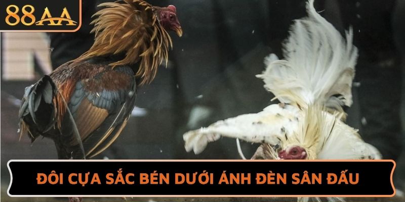 Đôi cựa sắc bén dưới ánh đèn sân đấu