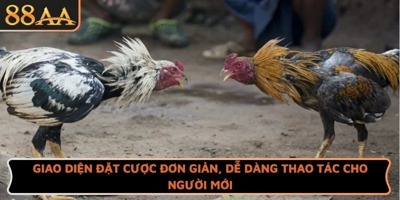 Giao diện đặt cược đơn giản, dễ dàng thao tác cho người mới