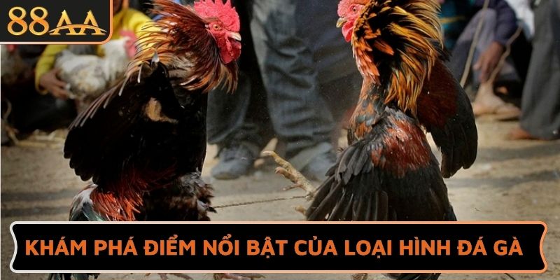Khám phá điểm nổi bật của loại hình đá gà