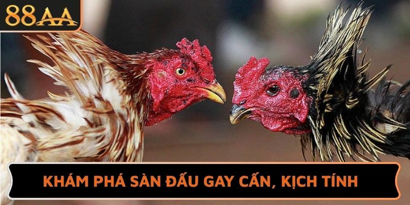 Khám phá sàn đấu gay cấn, kịch tính