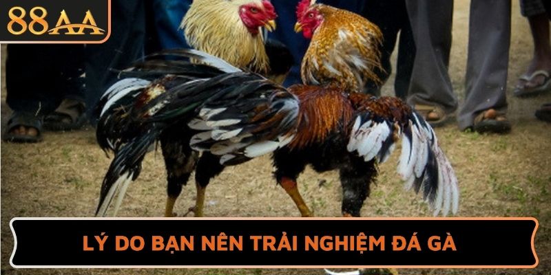Lý do bạn nên trải nghiệm đá gà