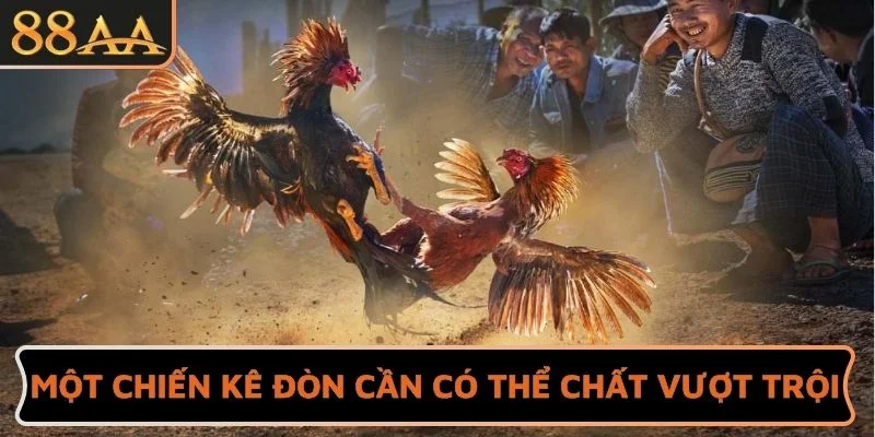 Một chiến kê đòn cần có thể chất vượt trội