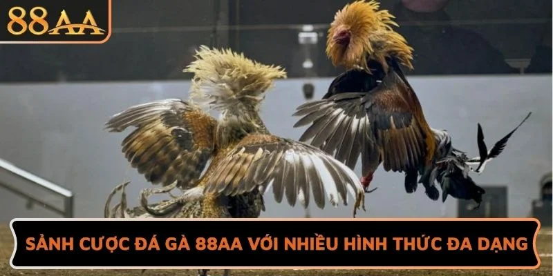 Sảnh cược đá gà 88AA với nhiều hình thức đa dạng
