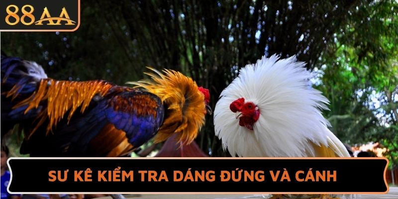 Sư kê kiểm tra dáng đứng và cánh
