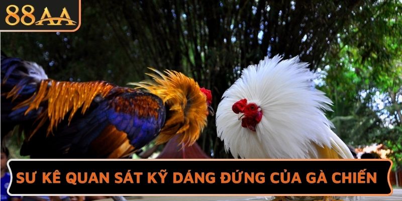Sư kê quan sát kỹ dáng đứng của gà chiến