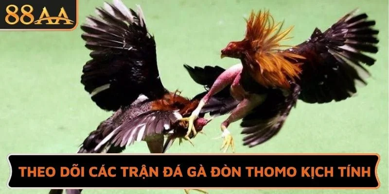 Theo dõi các trận Đá gà đòn Thomo kịch tính