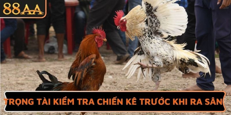 Trọng tài kiểm tra chiến kê trước khi ra sân